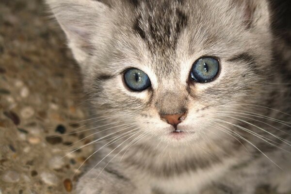 The smart look of a blue-eyed kitten