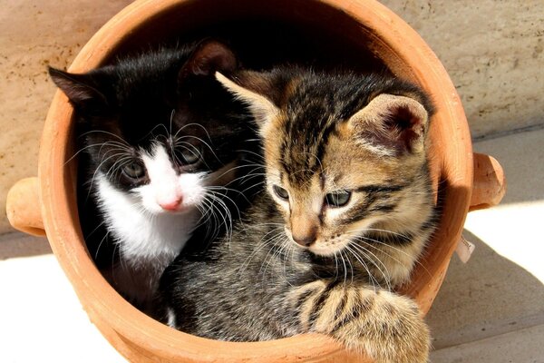 Deux chatons sont assis dans un pot de fleurs