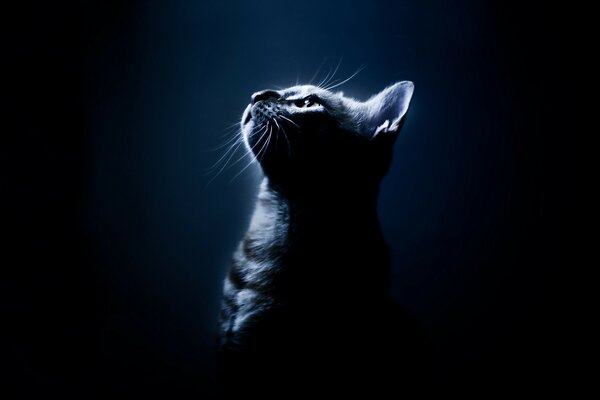 A kitten in the dark looks up