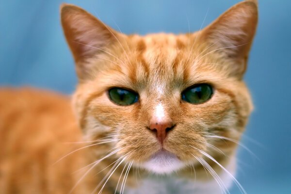 Rote Katze mit grünen Augen auf blauem Hintergrund