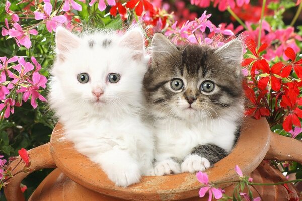 Two cute fluffy kittens among flowers