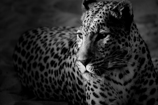 Guépard chat noir et blanc