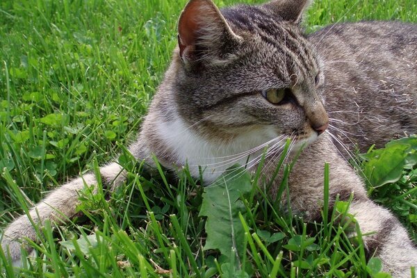 Gatto soriano in estate sull erba verde