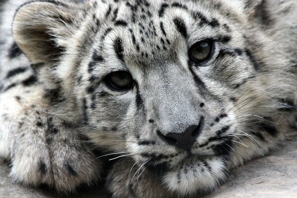 El leopardo de las Nieves manchado se encuentra