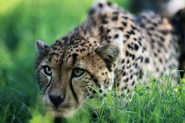 Cheetah hunts in the green grass