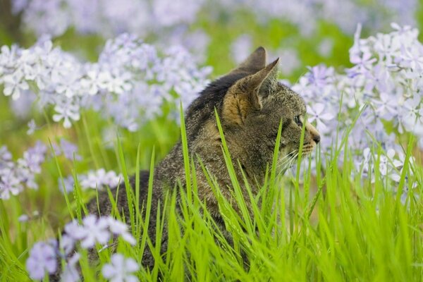 Chat assis dans l herbe verte