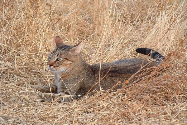 Gatto nascosto nell erba sul campo