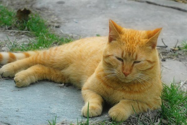 Rote Katze liegt auf dem Rasen