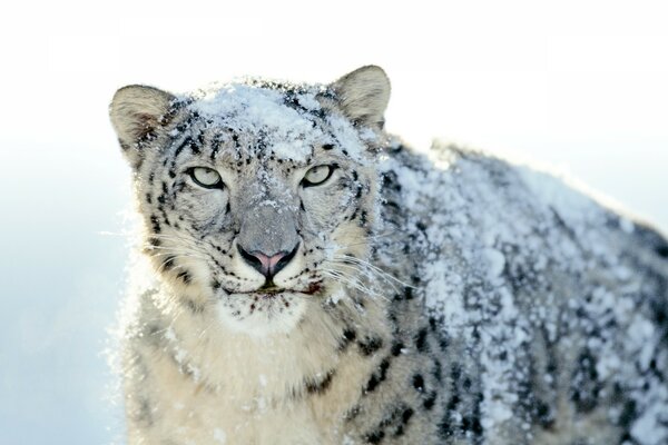 Snow leopard on the background of snow