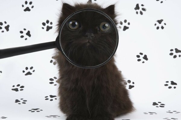 A charming kitten looks through a magnifying glass