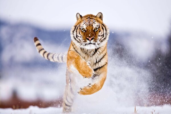 Tiger springt im Winter über den Schnee