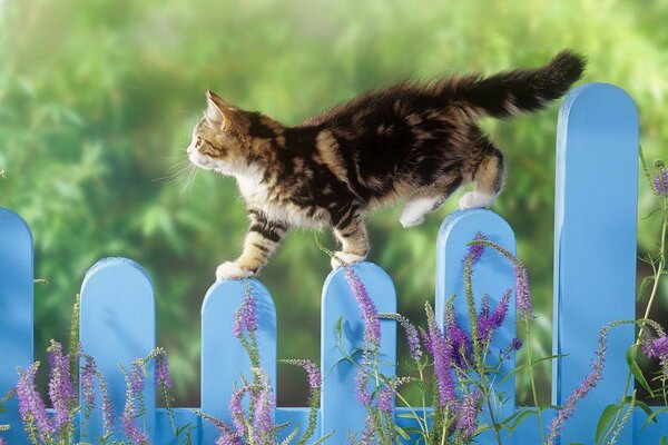 A cat walks on a blue fence