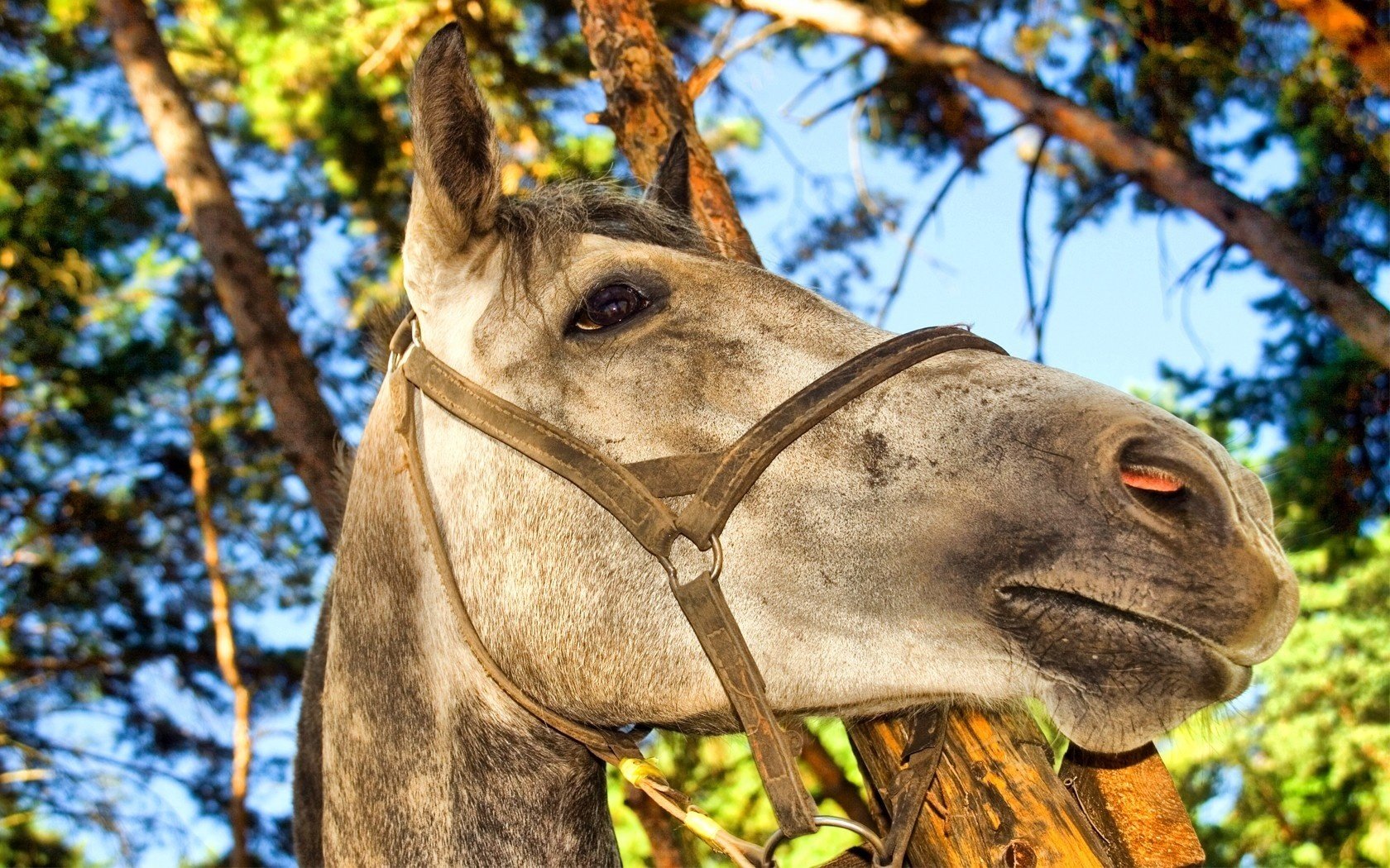 tallion horse trees head attention ungulates eyes face nature photo grey