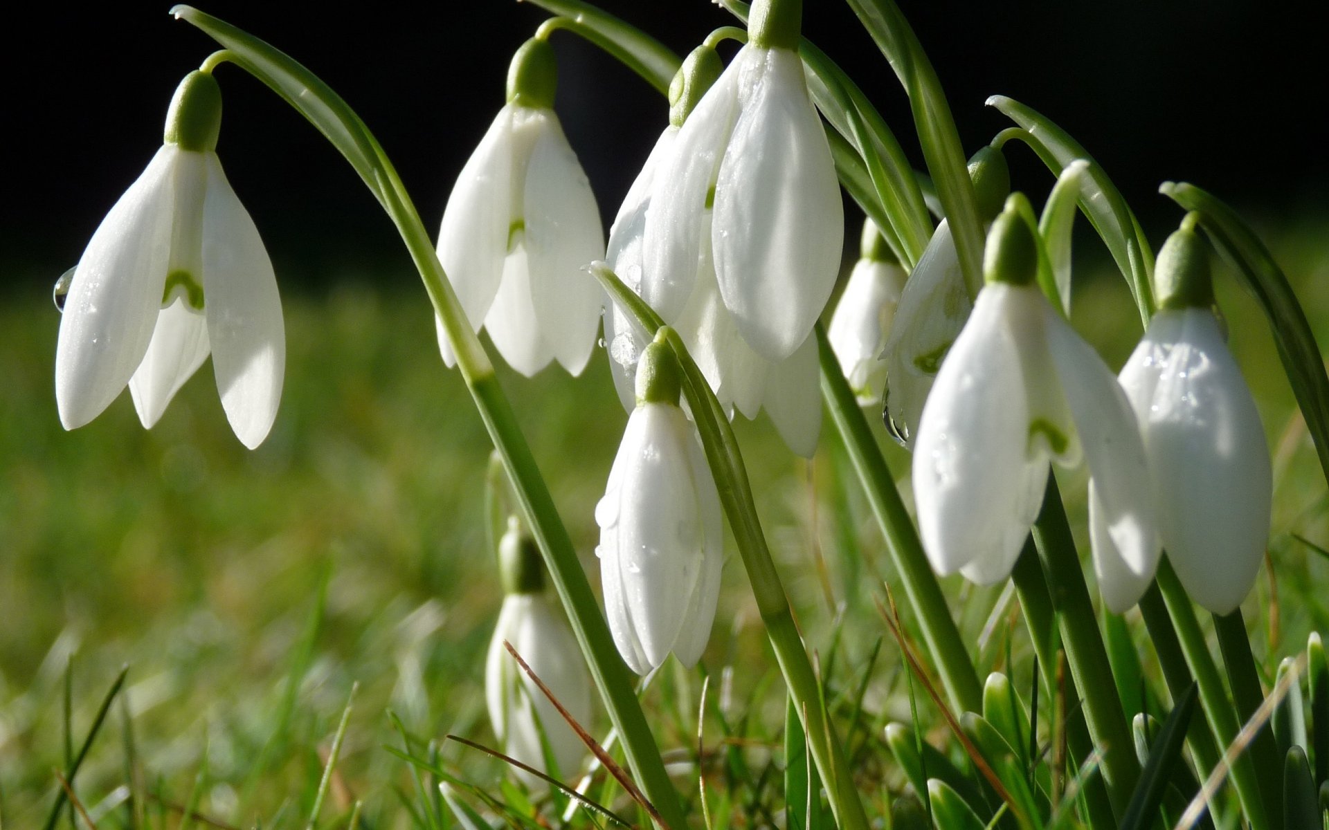 über grün blumen glocken frühling ist gekommen natur blumen sonnenstrahlen tropfen tau gras erde makro schneeglöckchen