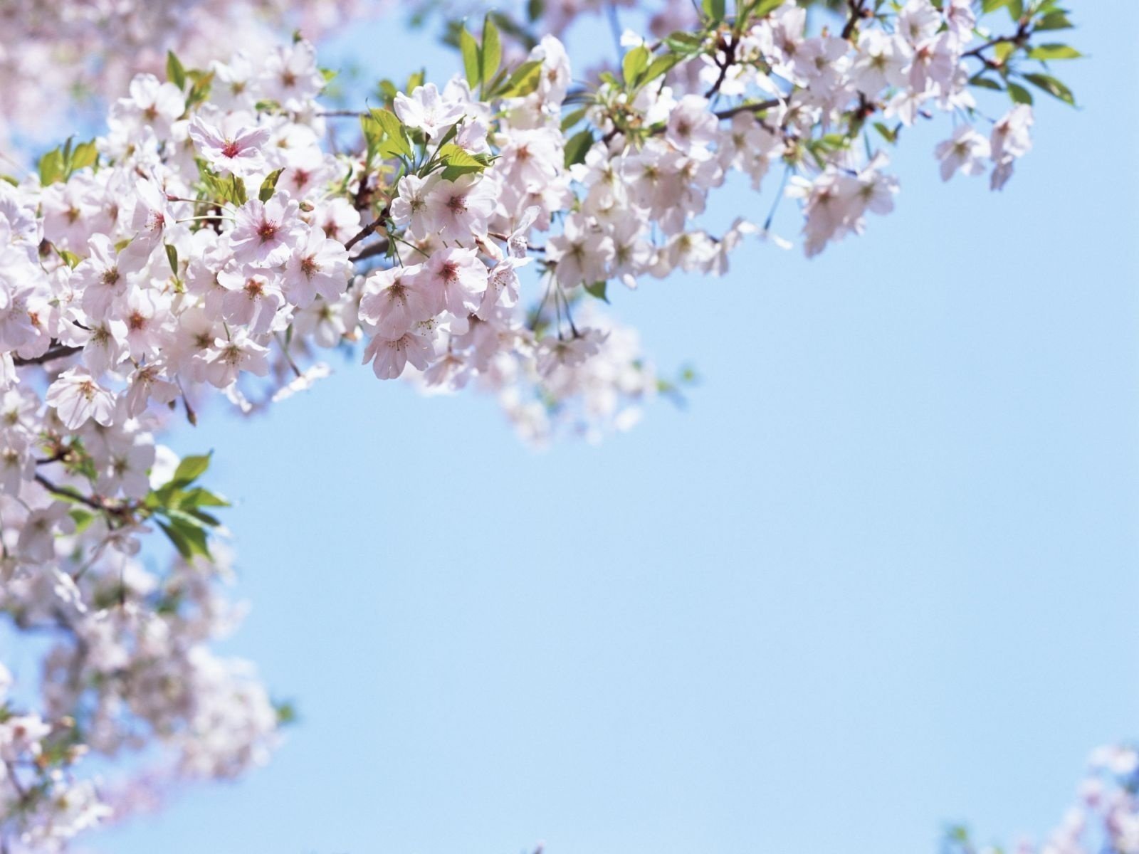 zweig in blüte frühlingsgerüche blumen unschärfe fokus blauer himmel himmel frühling