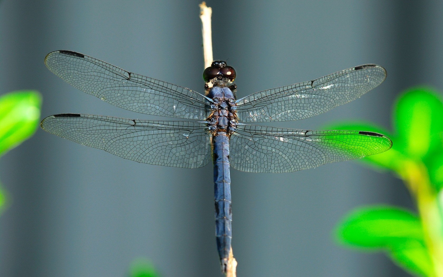 libellule ailes gros plan mise au point insectes animaux