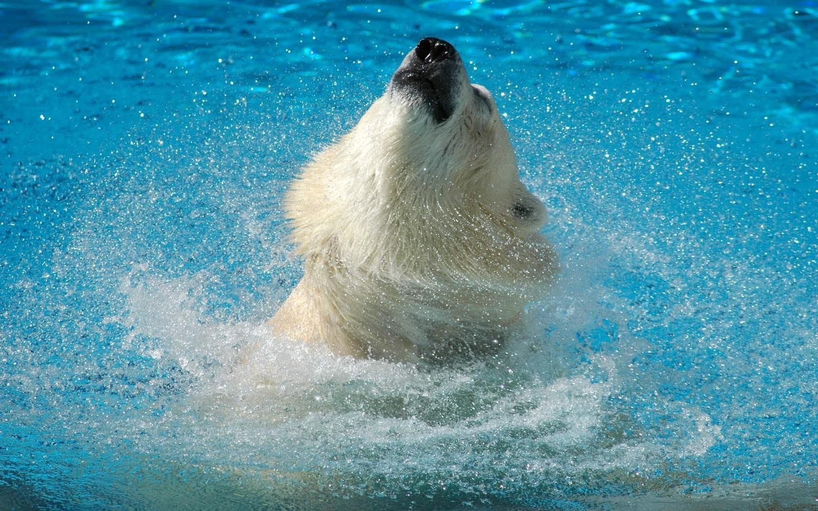 haking his head polar bear in the water water splashes predators bears bruin bathing splash turquoise water squirt