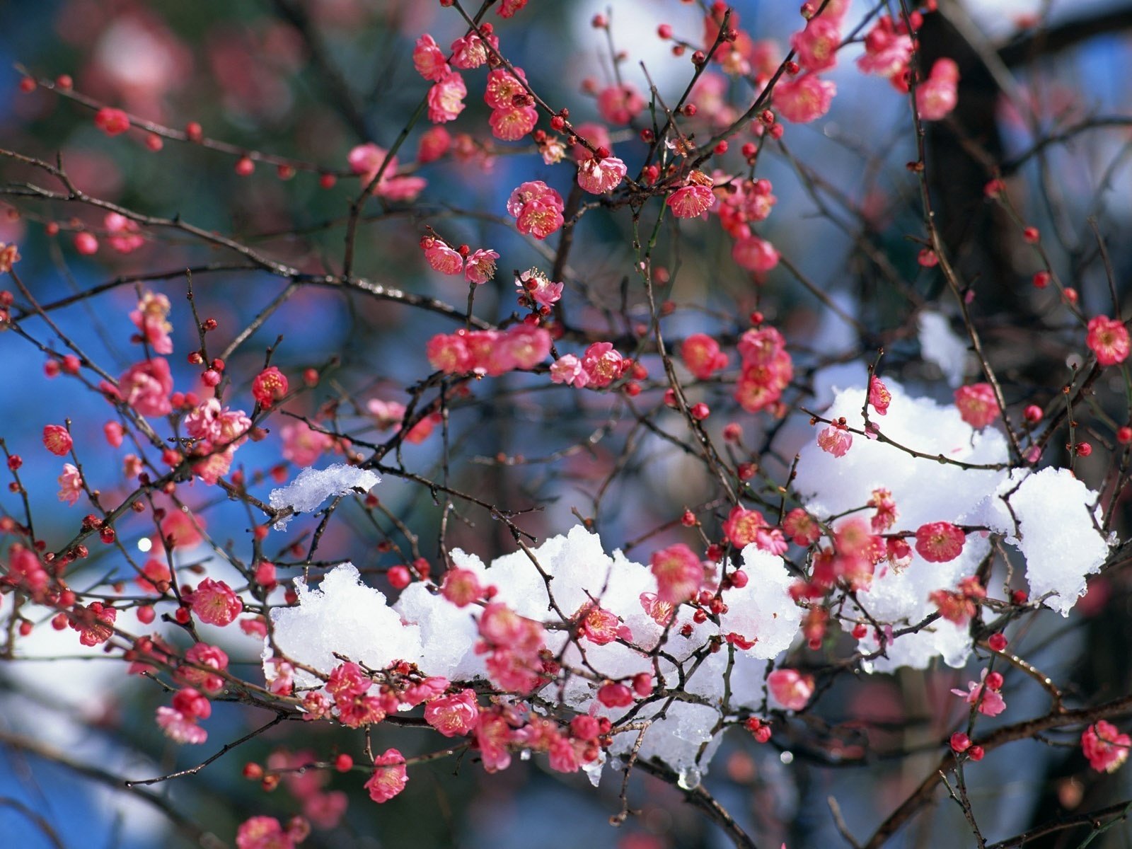 neige sur les branches couleur écarlate presque printemps fleurs neige