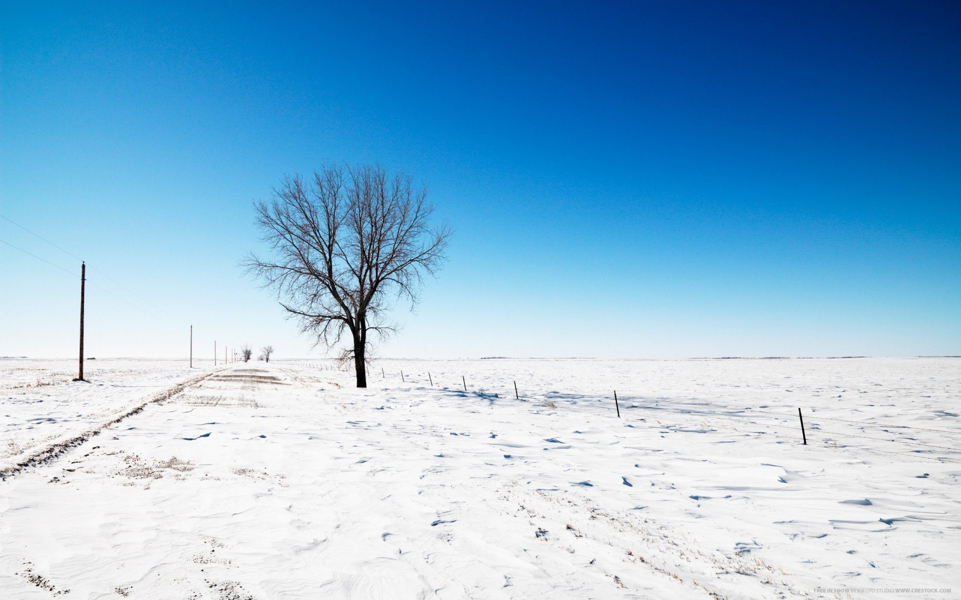 feld im schnee einsamer baum winter straße schnee straßenrand säulen himmel