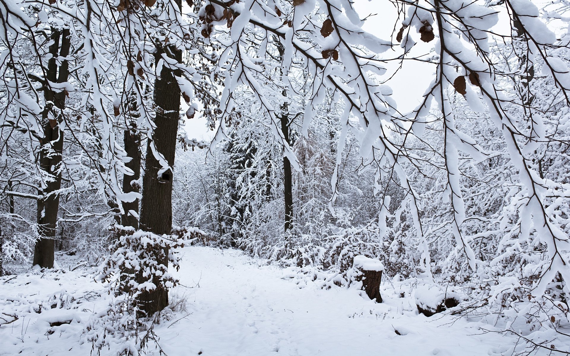 pokryte śniegiem gałęzie zimowy las zaspy las śnieg zima