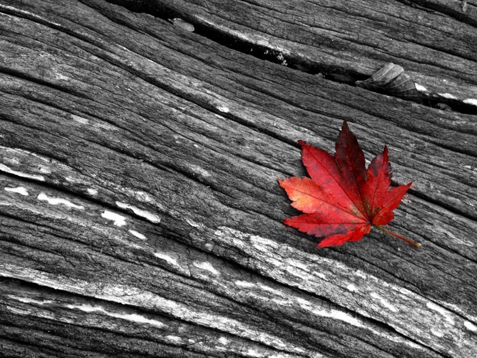 hoja rojo madera