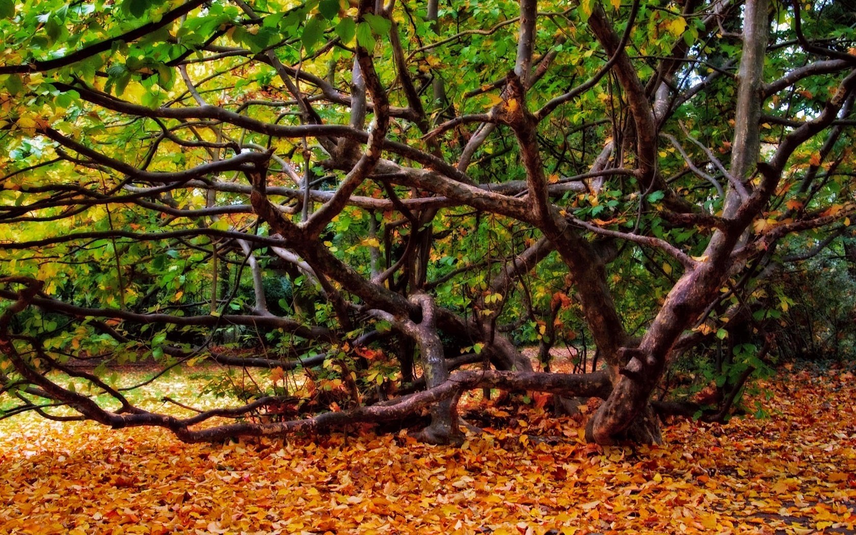 árbol rizado bosque en otoño follaje caído bosque caída de hojas época dorada verano indio hojas amarillas colores de otoño