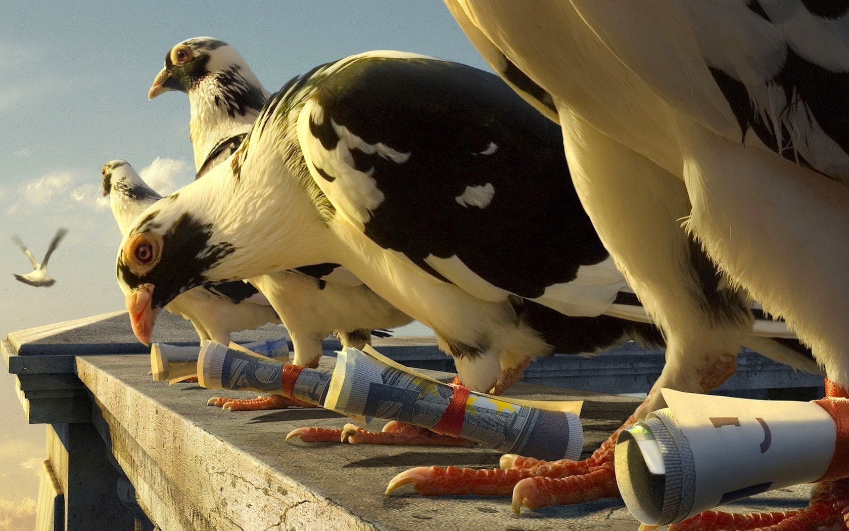 pigeons postaux toit de la maison oiseaux vol yeux à plumes