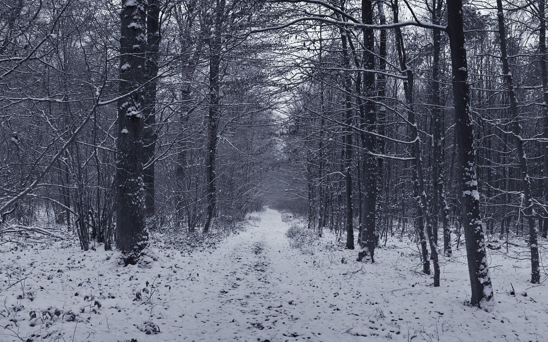 camino forestal invierno árboles bosque nieve invierno