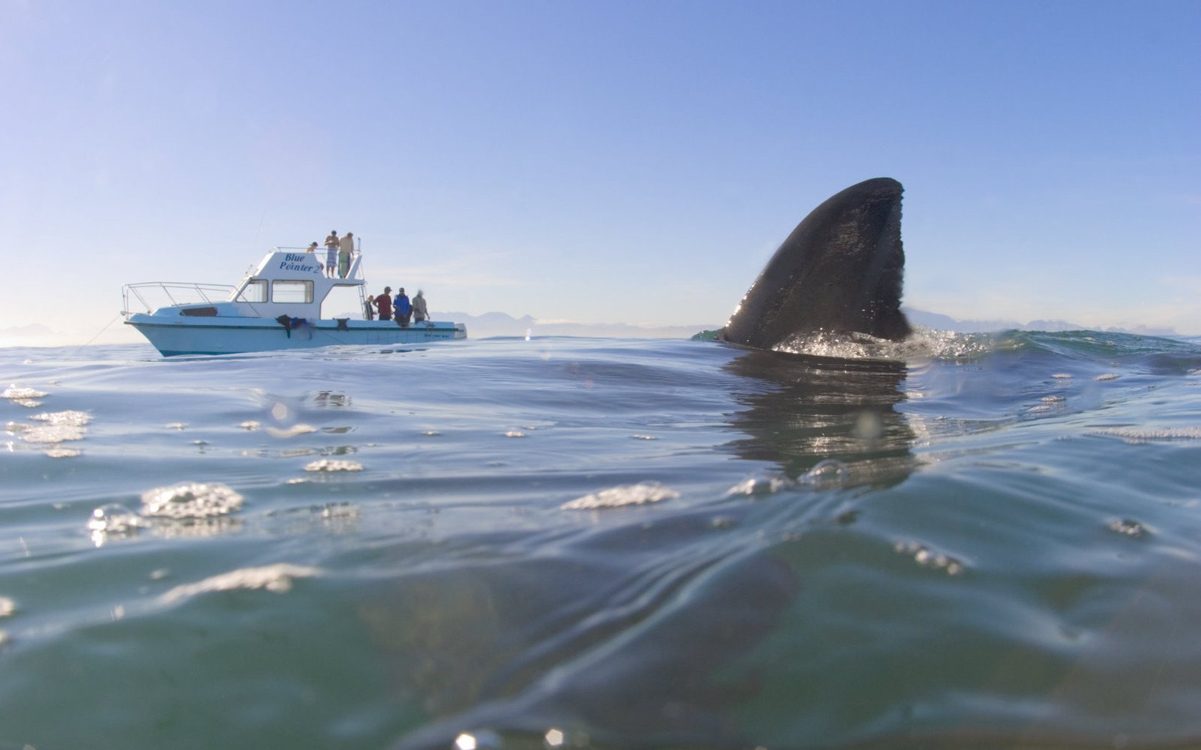 el agua está llena de tiburones tryo chicas yate cerca del muelle hamaca en la orilla aleta turistas yate tiburón blanco