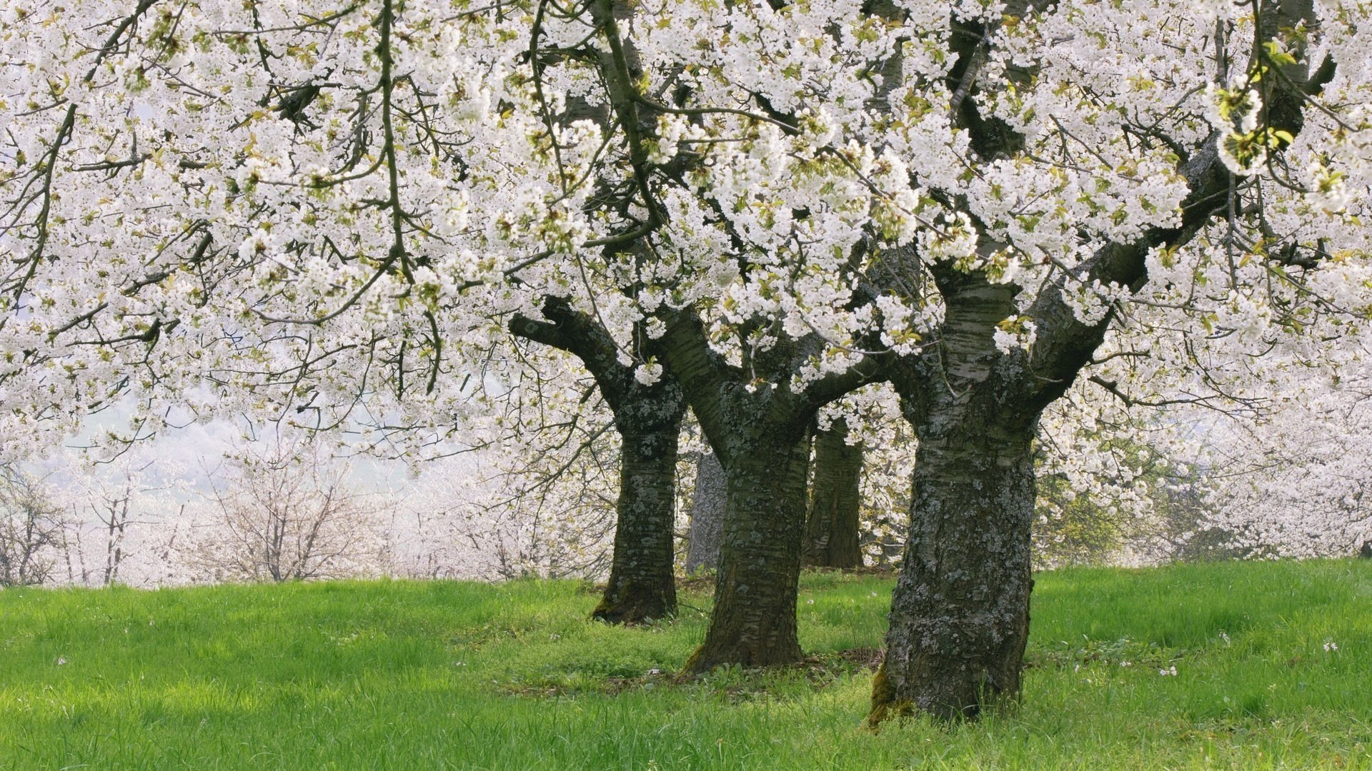 blumengarten junges grünes gras rasen blumen erwachen bäume natur blüte morgen rasen gras blumen stämme