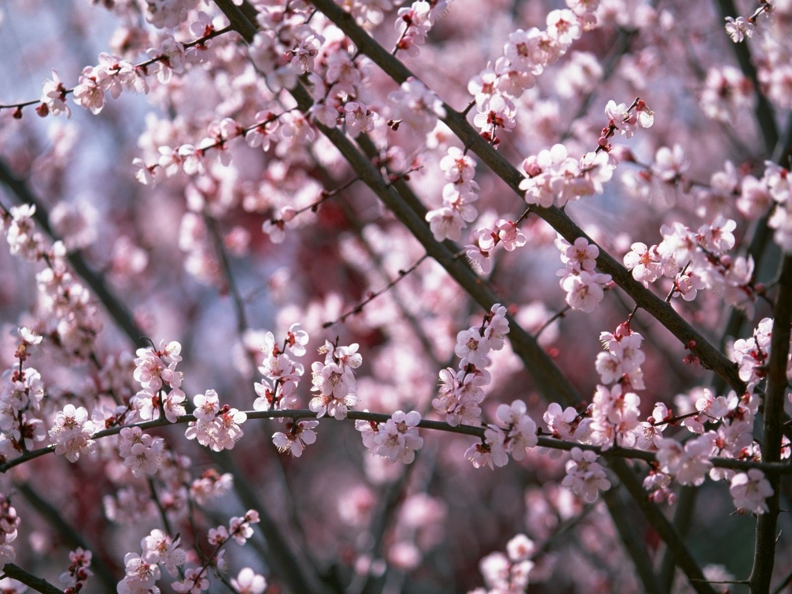 flowers flowers flowering tree spring branches pink macro