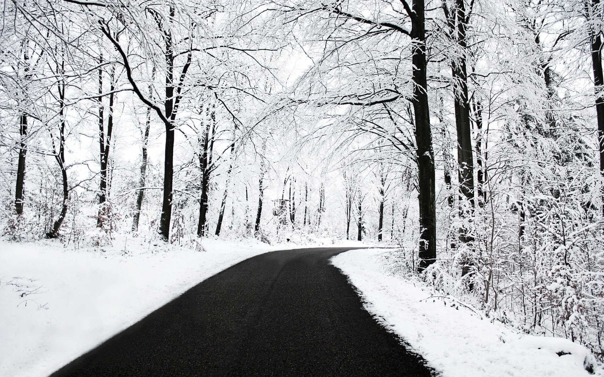 all in the snow clean asphalt winter road forest trees snow roadside