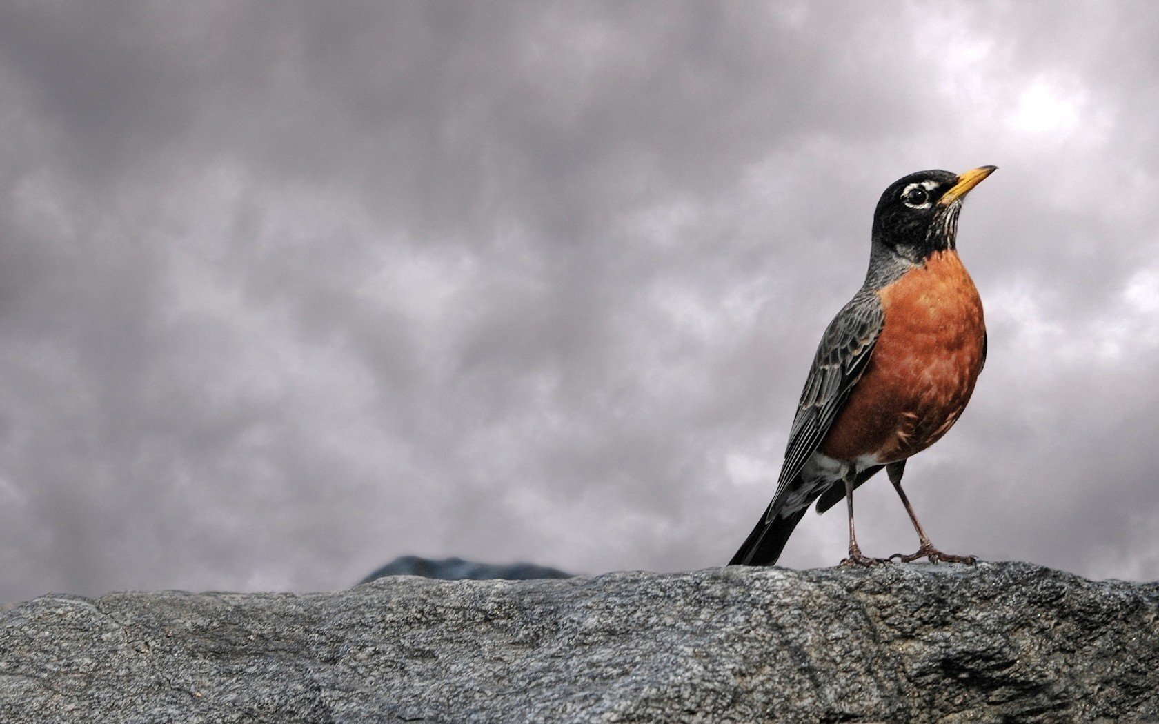 fringuello petto rosso sulle rocce importante uccello nuvole piumato pietra cielo temporale ombra