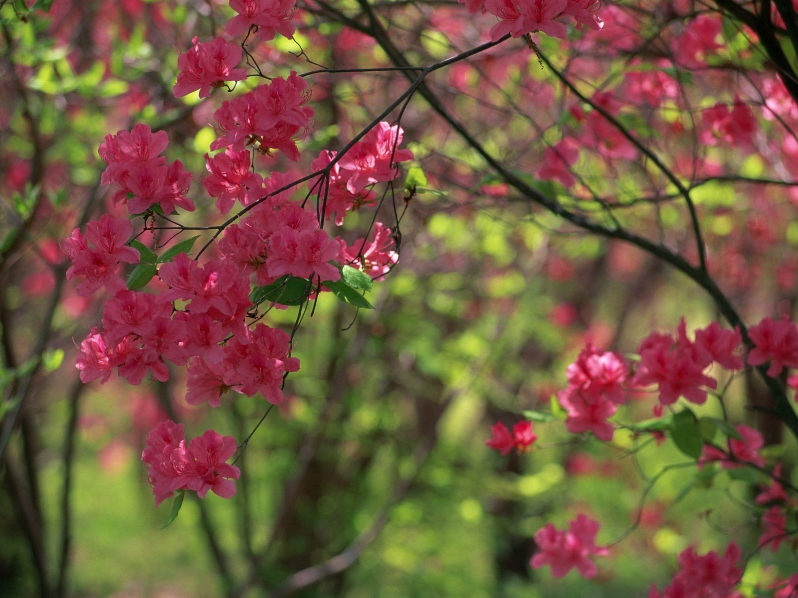 floración de primavera flores grandes rojas flores arbusto bosque hojas