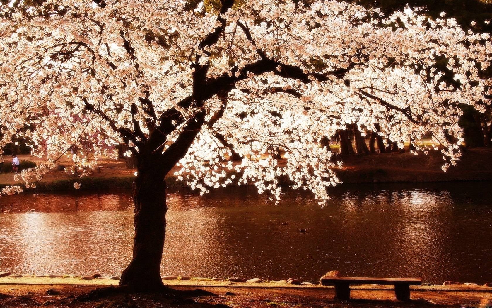 frühlingsabend ich möchte dorthin gehen blumen am fluss blühender baum bank ufer romantik promenade licht nacht wasser baum bank