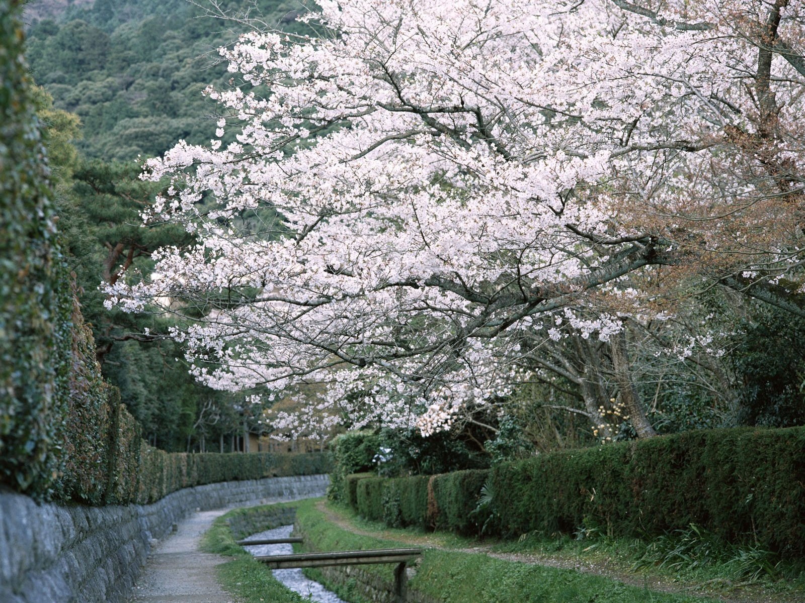 le long du ruisseau fleurs ponts arbre à fleurs route forêt