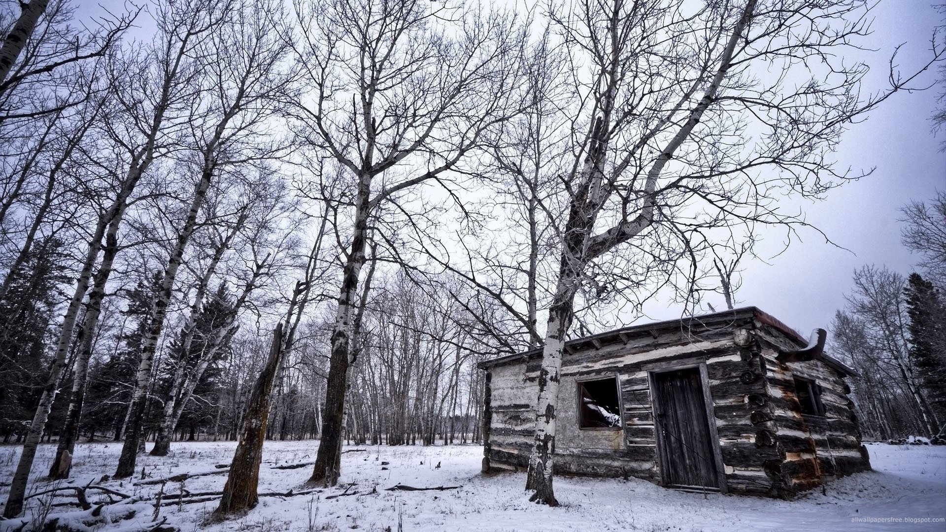 bourgeois winter nature house birch forest snow trees desolation cold house