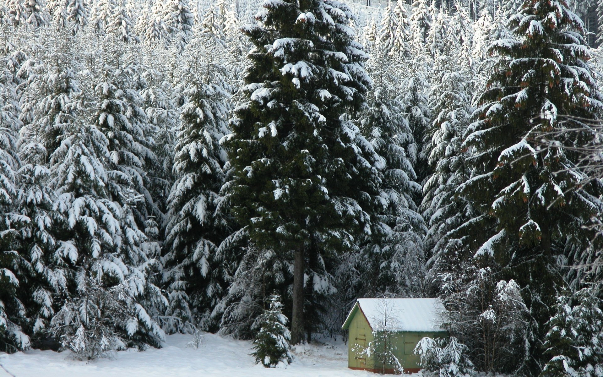 maison de forestier forêt de crotale hiver sapins forêt neige maison