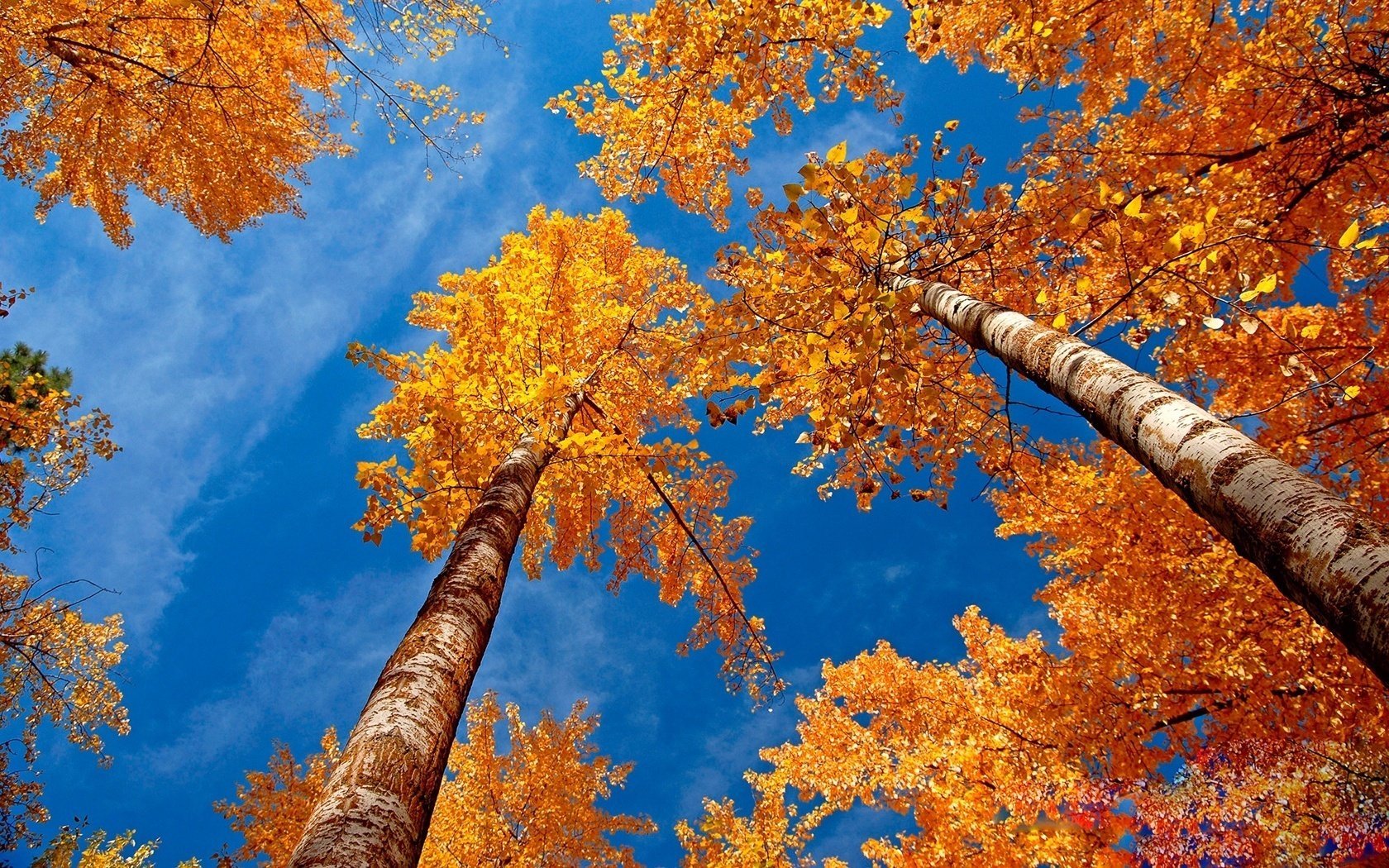 copas de los árboles abedules dorados bosque de abedules cielo bosque caída de hojas época dorada verano indio hojas amarillas colores de otoño cielo despejado