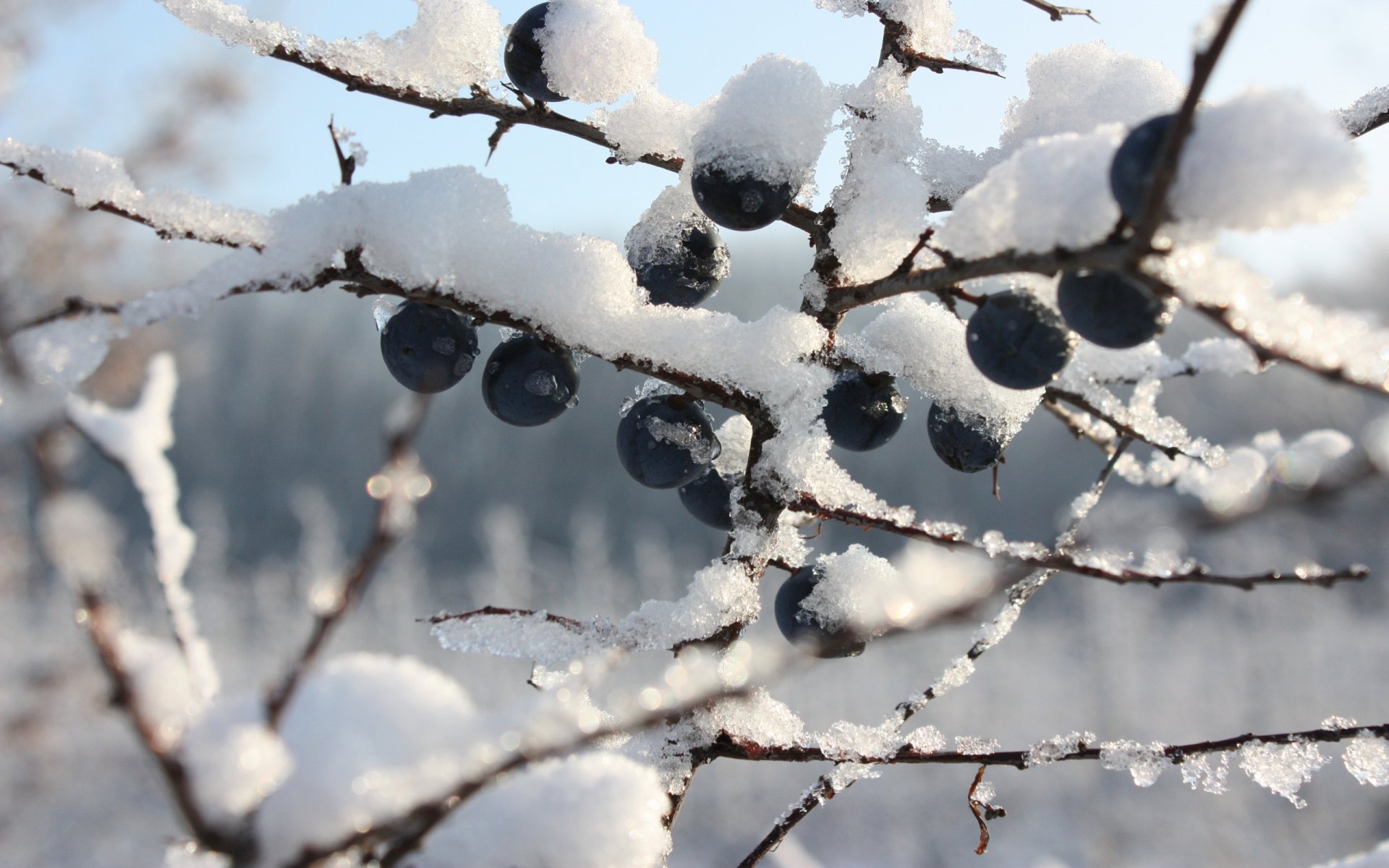 myrtille baie hiver givre branches neige baies