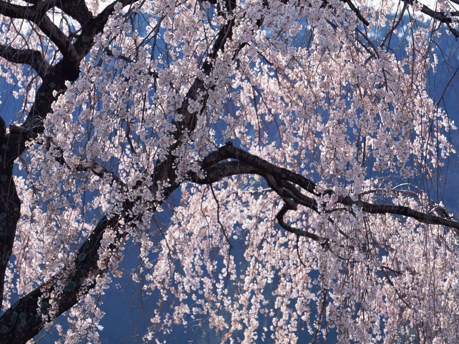 solo colore albero senza foglie fiori primavera