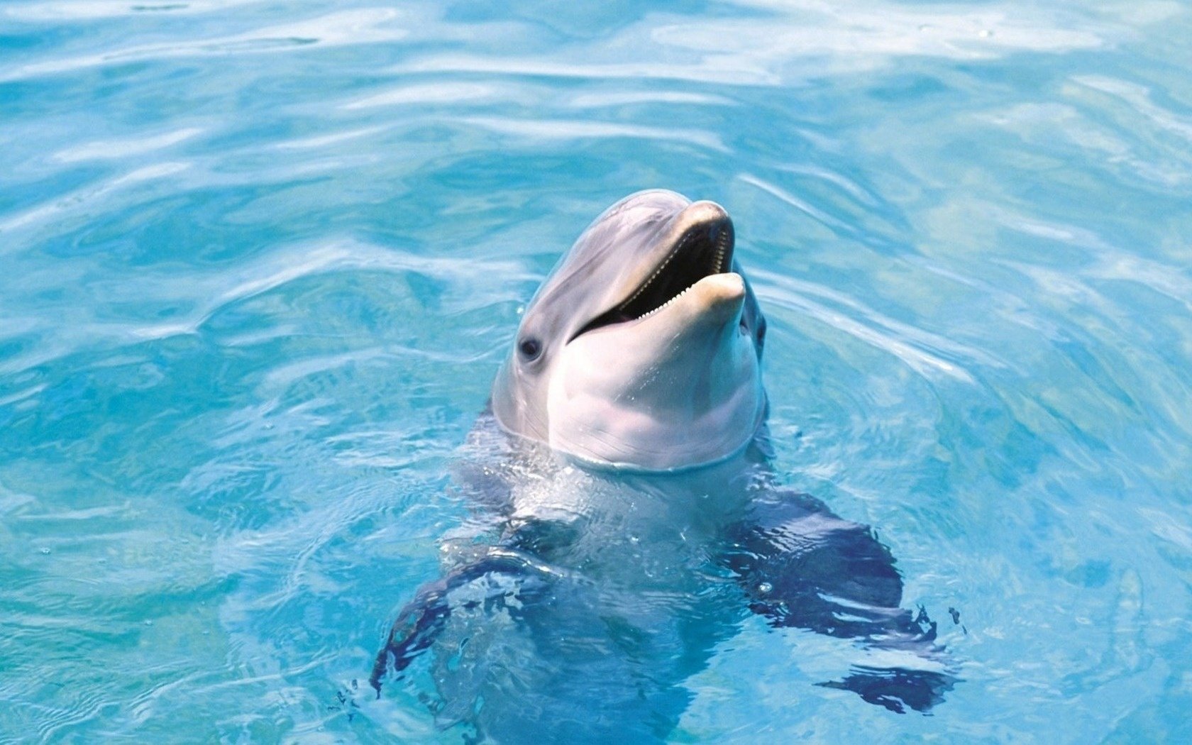 curieux dauphin joie disponibilité piscine eau sauvagine monde sous-marin