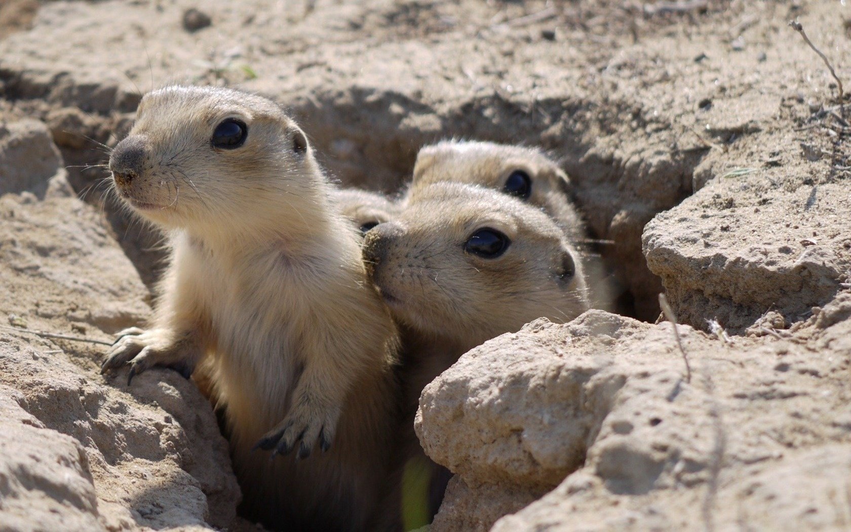 gopher drei ein loch auf dem weg blick augen