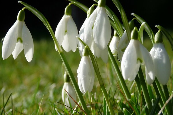 The first snowdrops after winter