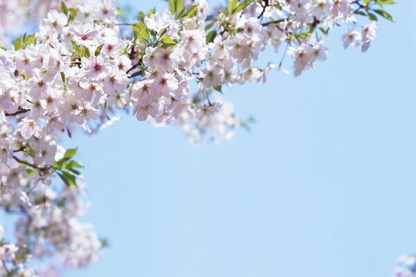 Fleurs sur fond de ciel bleu