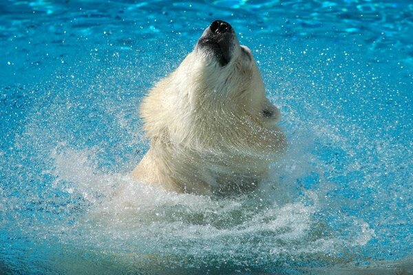 Weißer großer Bär badet im Meer