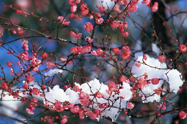 Schnee auf roten Blüten im zeitigen Frühjahr