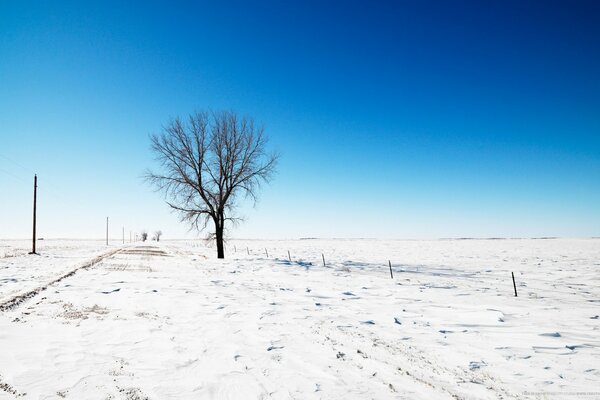 Árbol solitario en un campo en la nieve