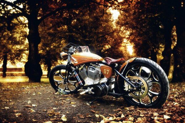 Motocykl harley davidson w jesiennym parku