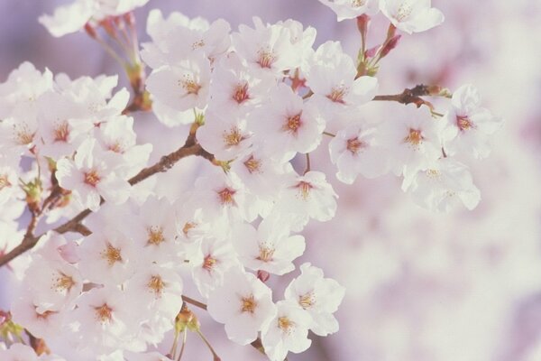 A large branch of white flowers